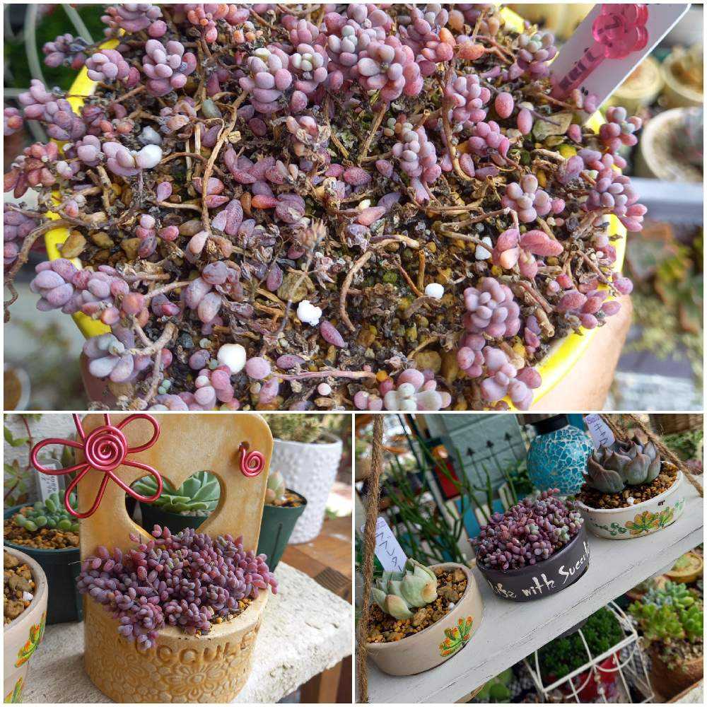 【JYキラキラ様専用】へびさんと新春のハーフリース・南天と白椿＊シーグラスアート BABY横浜店・三宮店・京都店 BABY最新作「白雪姫～りんごの森の物語