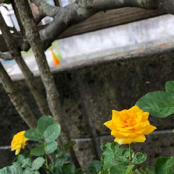 ミニバラ,黄色い花,放置プレー,咲いてくれてありがとう❤,小さな庭の画像