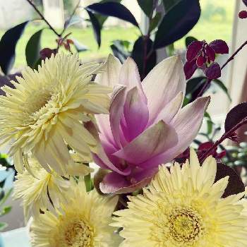 食卓に花の画像 by あっこさん | キッチンとピンクの花と食卓に花と黄色い花とクルクマ♡とクルクマ属と花のある暮らしと ガーベラと切り花