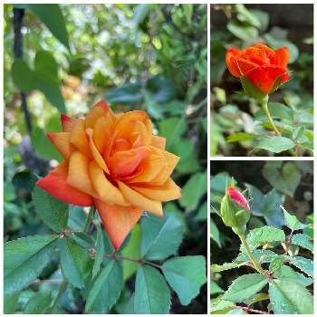 ミニバラ,素敵な出会い,季節を楽しむ,小さな庭の画像