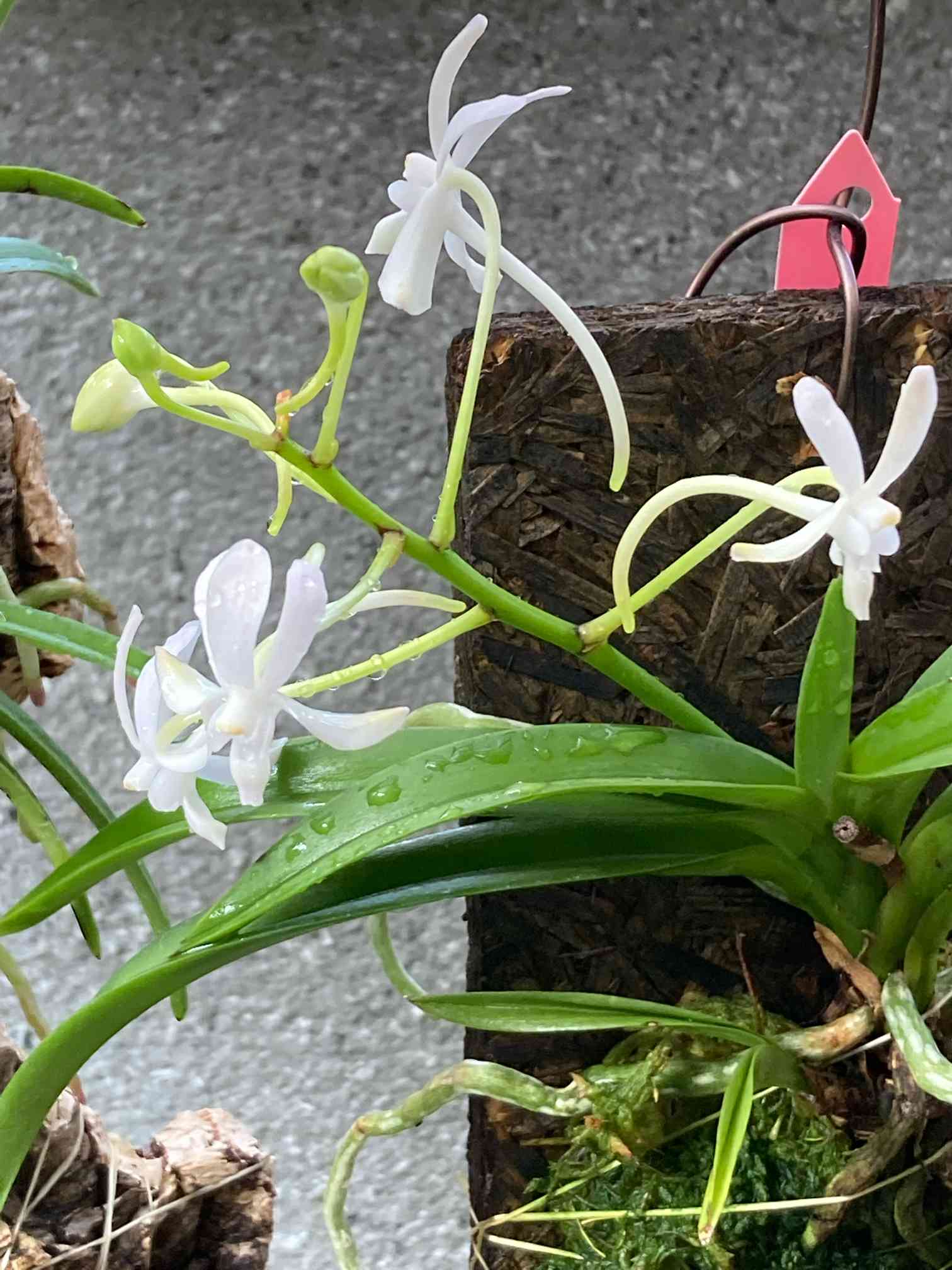 風蘭系交配種の一覧｜🍀GreenSnap（グリーンスナップ）