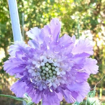 夏色ブルーの画像 by midorinさん | スカビオサ（松虫草）とおうち園芸と紫が綺麗と涼しげブルーと可愛いお花♪と乙女色クラブと夏色ブルー