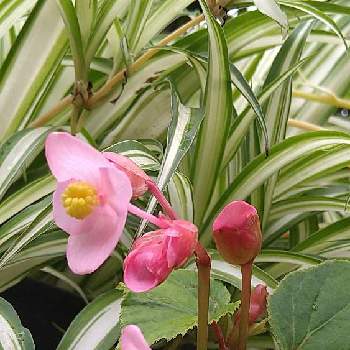 片思いの投稿画像一覧 Greensnap グリーンスナップ