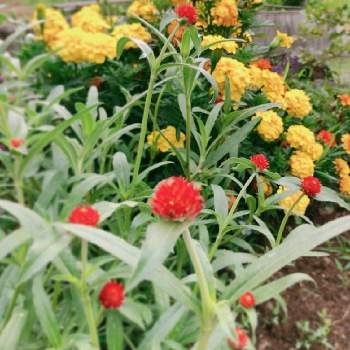 iPhone8の画像 by すもーるさん | 小さな庭と千日紅とマリーゴールドと庭日記とおうち時間と庭仕事日記とflowerpowerと夏の花とiPhone8