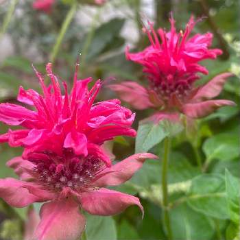 花持ちが良いの投稿画像一覧 Greensnap グリーンスナップ