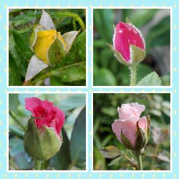 カワイイ～☺️,楽しみ♡,おうち園芸,鉢植えのバラ,バラ 四季咲きの画像