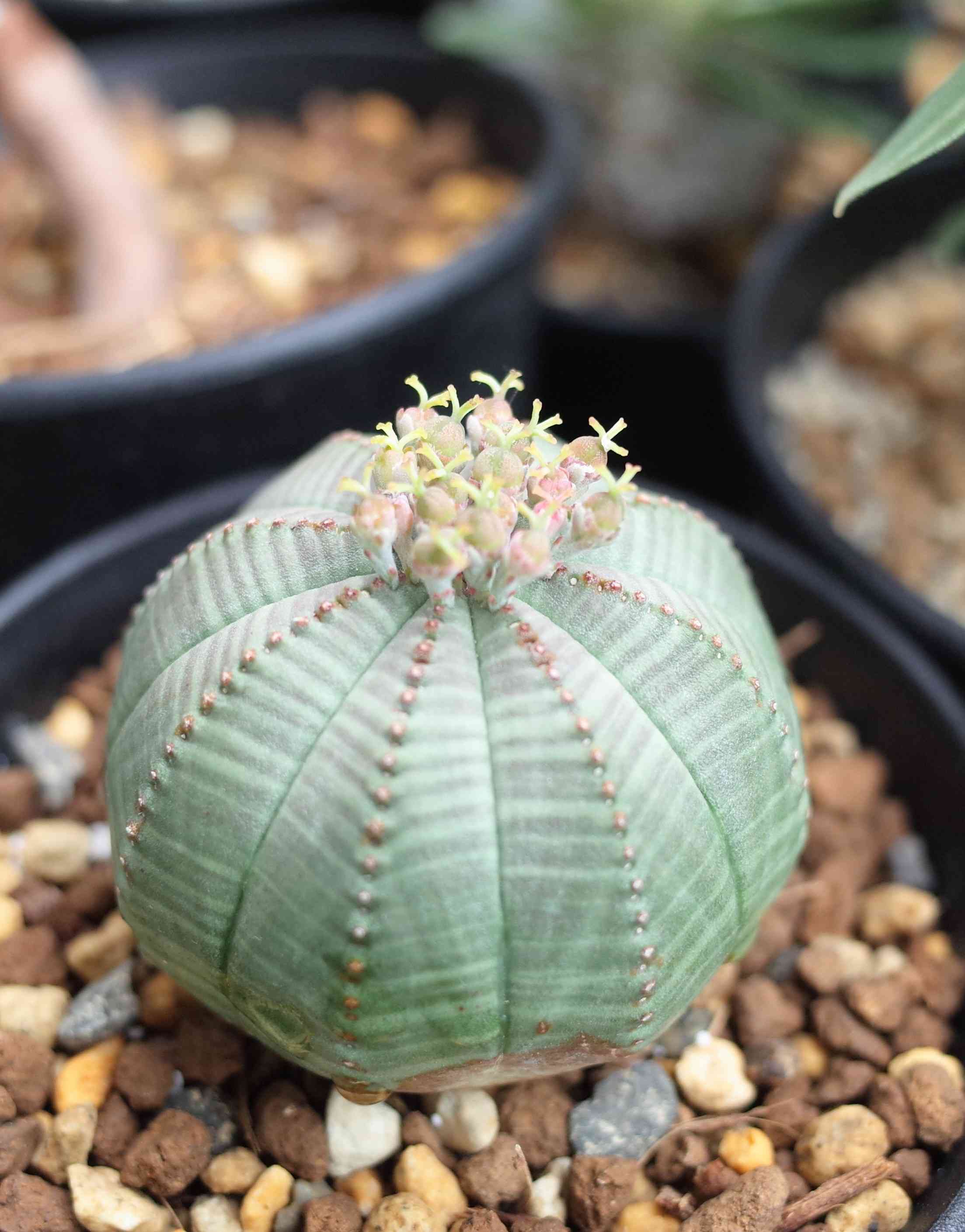 セット販売【オベサ＋鉢】セキグチタカヒト氏“Opot” Euphorbia