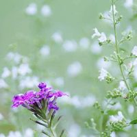 バーベナ,カラミンサ,平和への祈り♡,夏のお花,横浜の画像