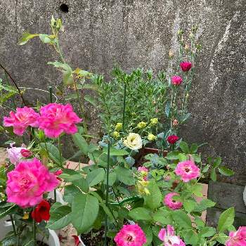 今日のお庭の画像 by hirocoさん | エクステリアとトルコキキョウとトルコキキョウ エグゼラベンダーとピンクアイスバーグとやっぱりバラが好きと福島県とありがとう ♡♡と今日のお庭と花のある暮らし