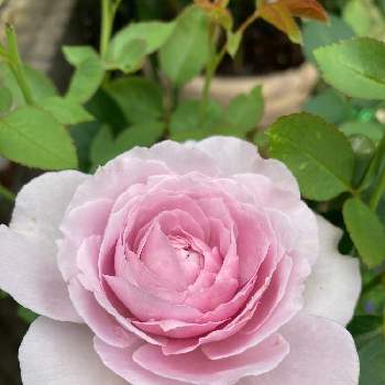 バラの新苗の画像 by こなつさん | 小さな庭とバラ 海とmy gardenとばら バラ 薔薇とわくわく♡とラベンダー色とひとつだけとバラの新苗とすきな色とステキなお花