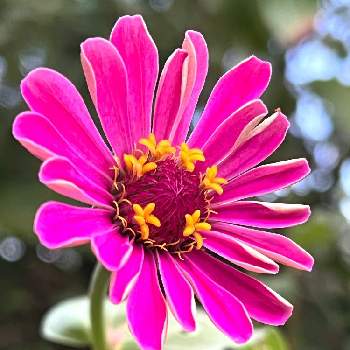 晴れの日の画像 by あーちゃんさん | 小さな庭とジニアとお花が好きと晴れの日と色鮮やかと夏の花ときれい♡と我が家の花壇と花のある暮らしとピンクの花♡とお花は癒し♡とかわいい❤とダイソーの種とほっこり