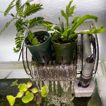 水槽のある暮らしの一覧 Greensnap グリーンスナップ