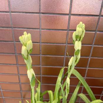 チュベローズの投稿画像一覧 Greensnap グリーンスナップ