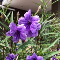 ムラサキルエリア,植栽,紫色の花,美しく青きドヨウ,お出かけ先の画像