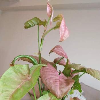 ピンクの葉の画像 by はるまきさん | 部屋と観葉植物と シンゴニウムとピンクの葉