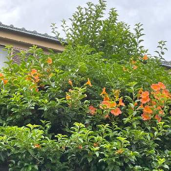 GS映え,シンボルツリーのあるお庭,自己流,アレンジ,ブーケの画像
