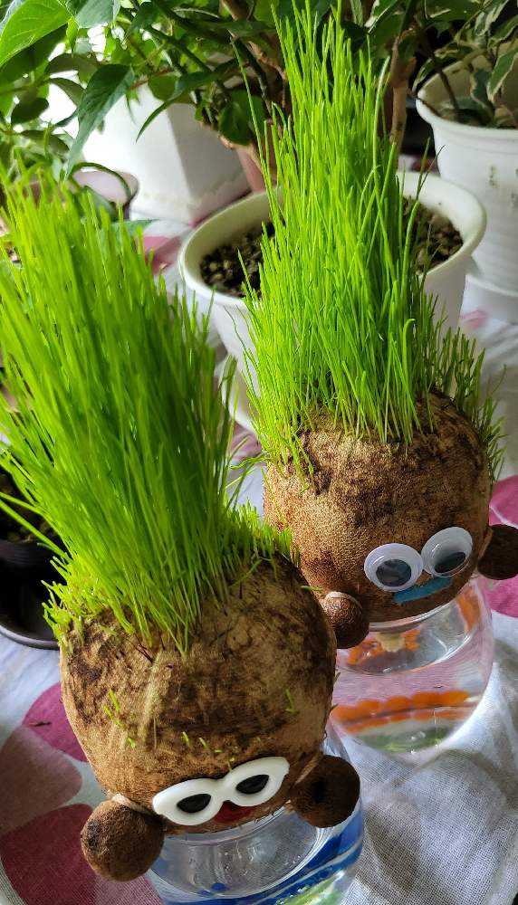 ちゃっぷんのび太郎くんの成長｜🍀GreenSnap（グリーンスナップ）