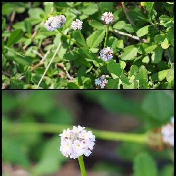 生態系被害防止外来種の投稿画像一覧 Greensnap グリーンスナップ 生態系被害防止外来種の投稿画像一覧 Greensnap グリーンスナップ