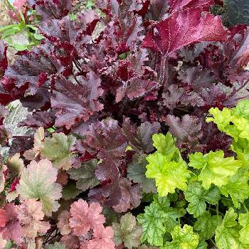 ヒューケラ トウキョウの一覧 Greensnap グリーンスナップ