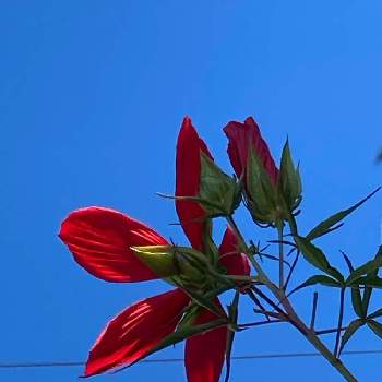 華やかな花の画像 by 里はんさん | 邪魔な電線と紅葉あおいの花と華やかな花と花のある暮らしとありのままにと青い空♡