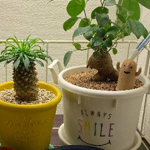 みかんぼーや