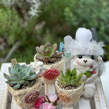 サニコさんのテンモンちゃんの画像 by pagu mamaさん | 小さな庭とソウル×ケッセルリンギアナとタウラス×モンローとジョセリンのバラ✖️リラシナとサニコさんリメ鉢とバラと夢CLUBとサニコさんのテンモンちゃんとウキウキ❣️ルンルン倶楽部