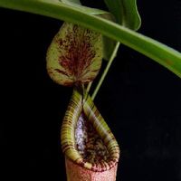 食虫植物,ネペンテス属,食虫植物・ウツボカズラ,食虫植物大会,珍奇植物の画像
