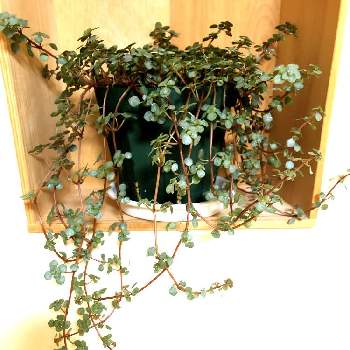ピレア グラウカ,観葉植物,のびのび,魔界コメリ,かわいい色の画像