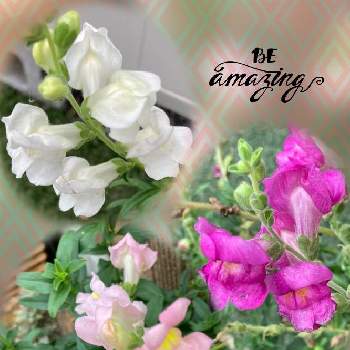 キンギョソウ,鮮やか ,可愛い❤,優しい花,ウォーキングの楽しみの画像