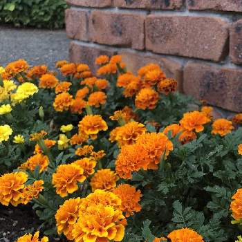 可愛らしいの画像 by makiさん | エントランスとマリーゴールドと夏のお花♡とビタミンカラーと黄色の花とオレンジ色と可愛らしい