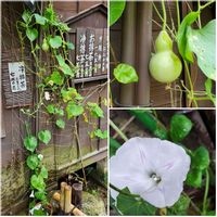ヒョウタン,西洋アサガオ,兼六園,早朝散歩,三芳庵の画像