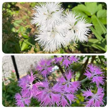 カワラナデシコ ヤマトナデシコ の投稿画像一覧 Greensnap グリーンスナップ