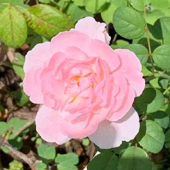 クイーン・オブ・スウェーデンの画像 by nanamimiさん | 広い庭とクイーン・オブ・スウェーデンと薔薇愛同盟と薔薇のある暮らし♡とおうち園芸とナチュラルスタイルとガーデニングと花のある暮らしとバラを楽しむ