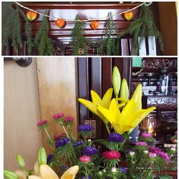 お盆用の花の投稿画像一覧 Greensnap グリーンスナップ お盆用の花の投稿画像一覧 Greensnap グリーンスナップ