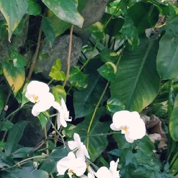 胡蝶蘭,つぼみが開花,開花を待つ,豪華絢爛,お見事の画像