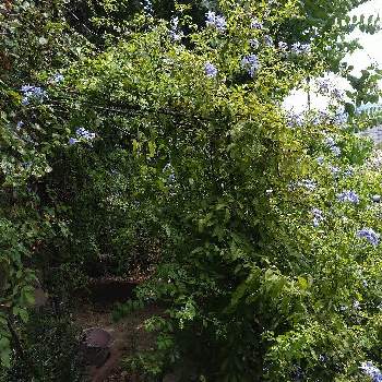 ルリマツリ(プルンパーゴ)の画像 by がっちゃんさん | お出かけ先とピエールドゥロンサールとルリマツリ(プルンパーゴ)とチーム・ブルーと青い花とその葉を写そう！2022とチーム・ブルーNo.139