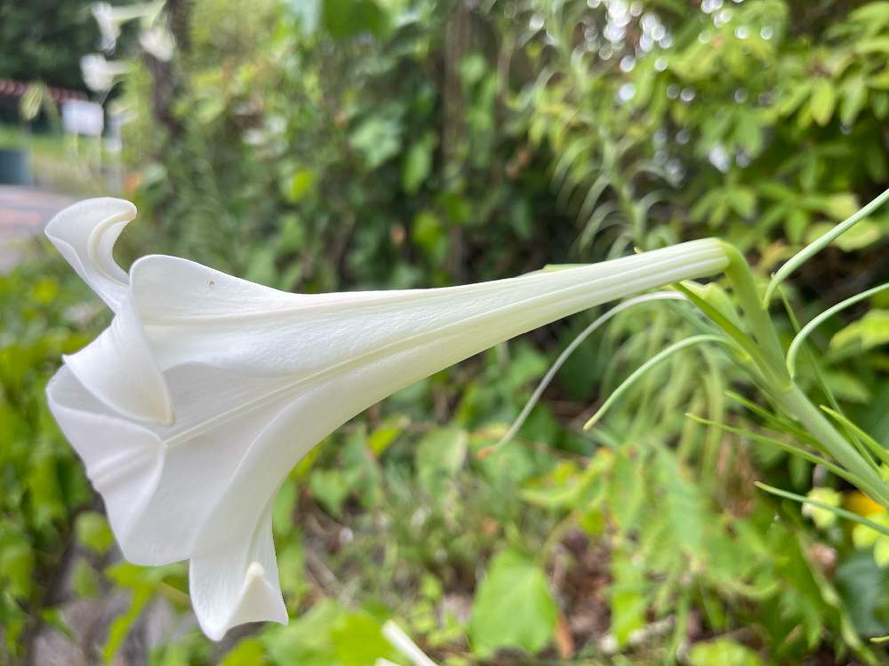 道端に咲く純白のユリの花 タカサゴユリではない その名は シンテッボウユリ だった Greensnap グリーンスナップ