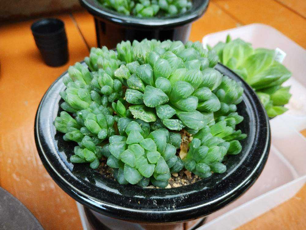 ハオルチア・オブツーサ丼の解体！｜?GreenSnap（グリーンスナップ）