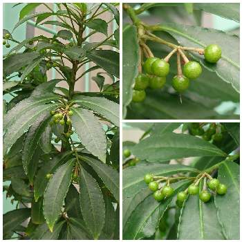 万両 まんりょう の投稿画像一覧 Greensnap グリーンスナップ