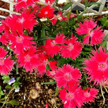 好みの色の画像 by ぴょんさん | ナデシコとだいすきと赤い花❤と可愛い❤と綺麗なお花❤と今日のお花と好みの色と花のある暮らし