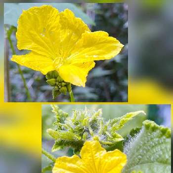 ヘチマの花の投稿画像一覧 Greensnap グリーンスナップ