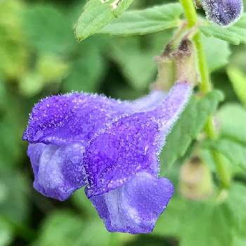 タツナミソウ 紫の花 Www Bssbeautyspot Com