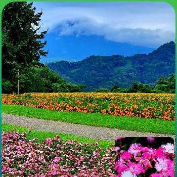 清々しい景色の画像 by k57さん | お出かけ先となでしことマリーゴールドと今日のお花と２０２０年５月同期と清々しい景色ととっとり花回廊