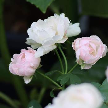 ピンクのブーケ(花束)の画像 by オリーブの葉さん | バラとハッピーマザーズデーとばら バラ 薔薇とピンクの花と毎日ローズショーとミニバラ鉢植えとバラの家と四季咲きと前ボケと微香とバラが好きとお庭と薔薇♪とバラ・ミニバラとピンクのブーケ(花束)とハッピーマザーズデー。
