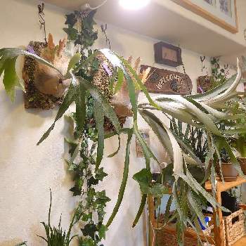 ビカクシダ　ピューチャン,P.TOGO,インテリアグリーン,植物用LED,我が家の植物紹介の画像