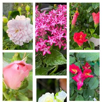 花が好きです♡♡♡の画像 by 花が好きさん | 小さな庭とバラ・カクテルとダフネとハイビスカスとペンタスとレイニーブルーとボニカ'82とヨハネパウロ二世といつも笑顔で〜〜♡とキュンキュン乙女倶楽部とウクライナに平和をとみんなが幸せに〜〜♡と薔薇愛同盟とありがとう♡とGSミニモニとバラと夢CLUBと小さな庭♡ととても癒される♡と今日を大切に♡とガーデニングと花のある暮らしと花が好きです♡♡♡と花の16年組♡とみんなが健康に〜〜♡と癒しの時間♡と可愛らしい♡と元気印の花と白い花好きだな♡