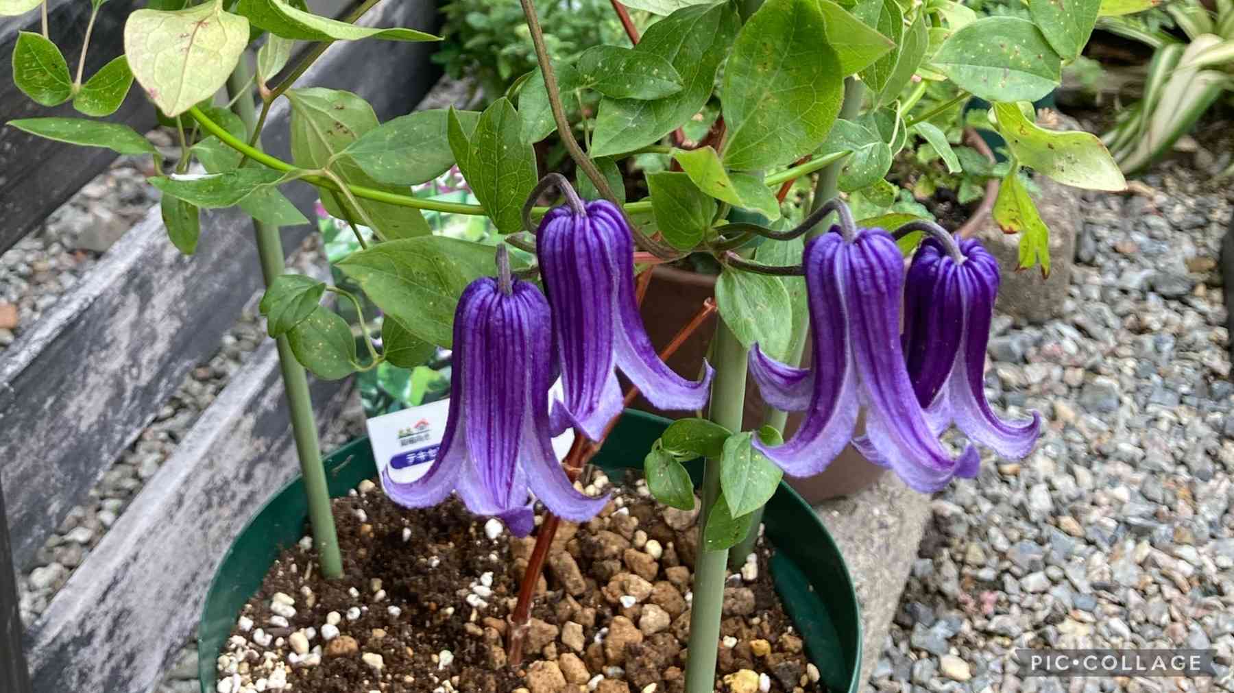 クレマチス　ロウグチ 抜き苗　第４種発送 楽天市場】クレマチス 『 篭口 （ ロウグチ ） 』 インテグリフォリア