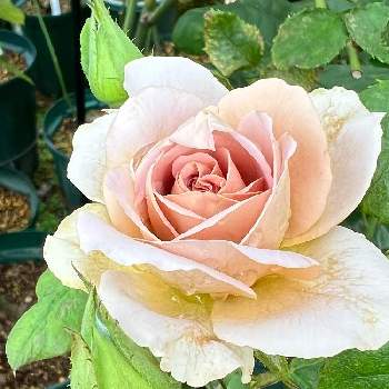 バラの新苗の画像 by vogel ②さん | 小さな庭とカフェラテとばら バラ 薔薇とHTとバラの新苗とデルイータ