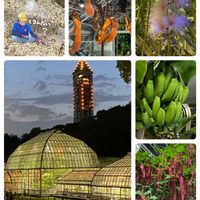 サガリバナ,ネペンテス,ベニヒモノキ,東山動植物園,サンジャクバナナの画像