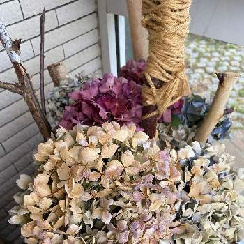 紫陽花ドライフラワー R G Z 0u0026ボルドー Campoformoso Ba Gov Br